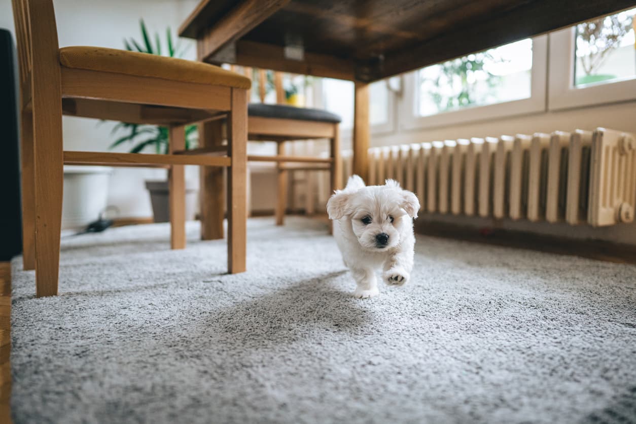 How Dog Owners Can Extend the Life of Their Carpet