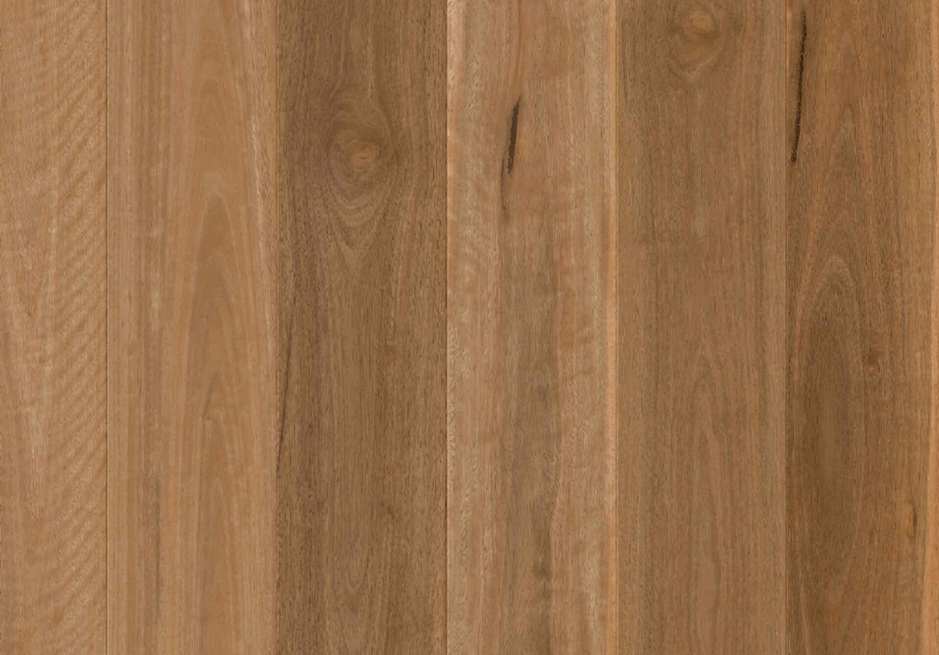 cascada-spotted-gum