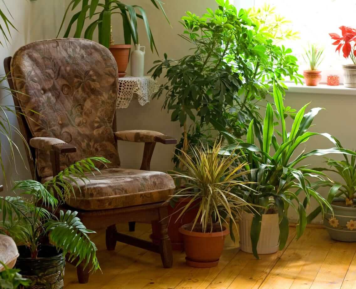 Armchair surrounded by potted indoor plants in a sunlit corner