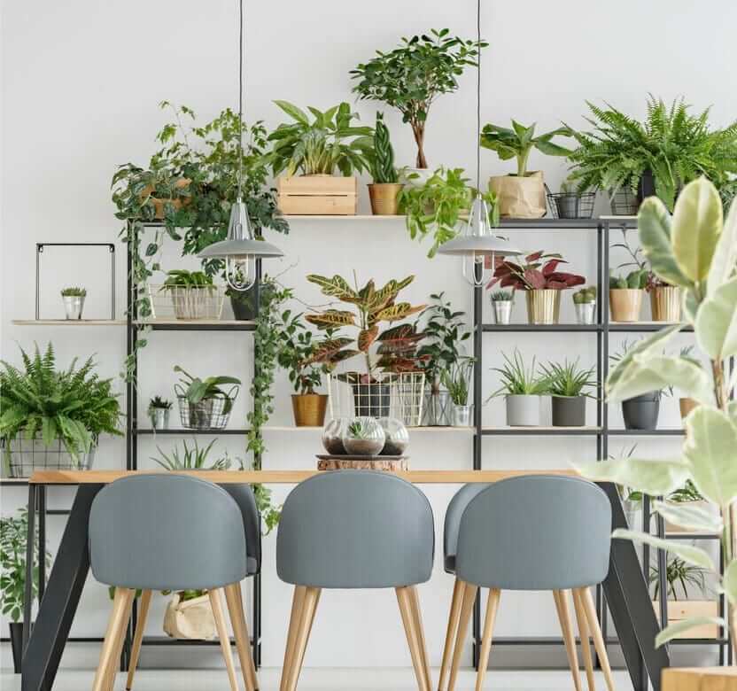 Dining area with shelving filled with potted indoor plants and greenery