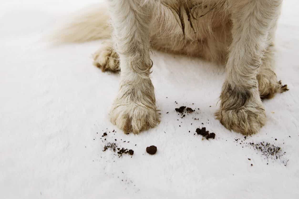 Close up of dog with dirty paws sitting on a white carpet.
