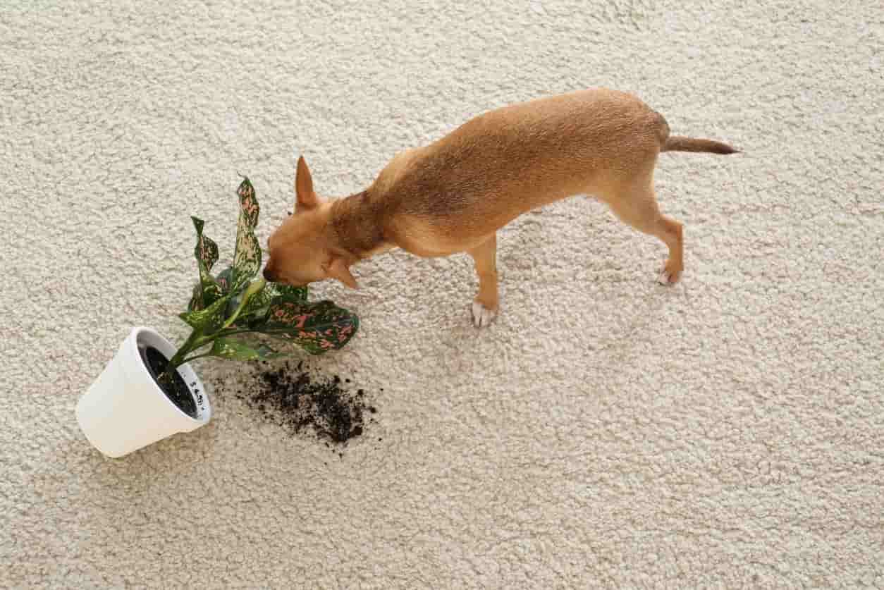 A small dog overturns a potted plant, spilling its soil on a light-coloured carpet.