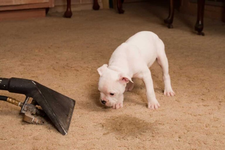 Puppy standing on carpet near a wet stain and carpet cleaning tool.