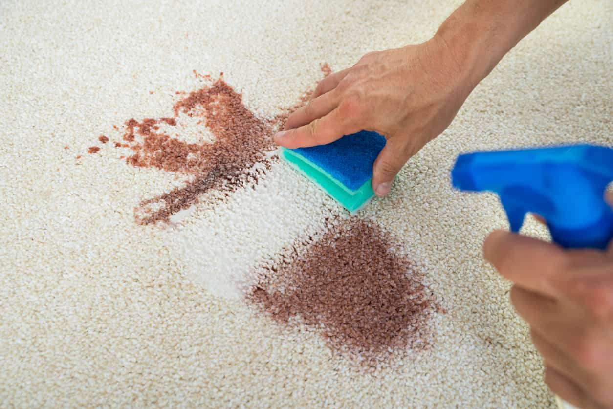 Close-up of someone cleaning stains off a carpet with a sponge and spray cleaner.