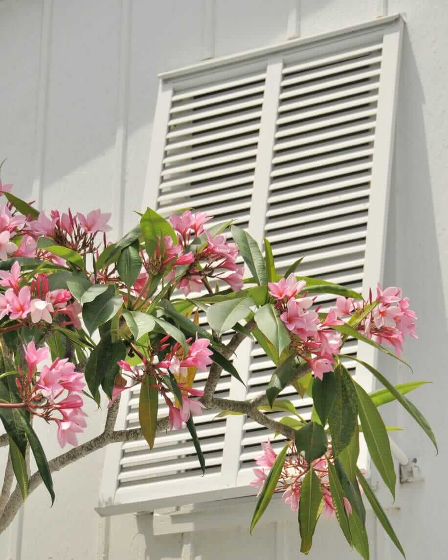 White exterior plantation shutters on a window, framed by flowering greenery.