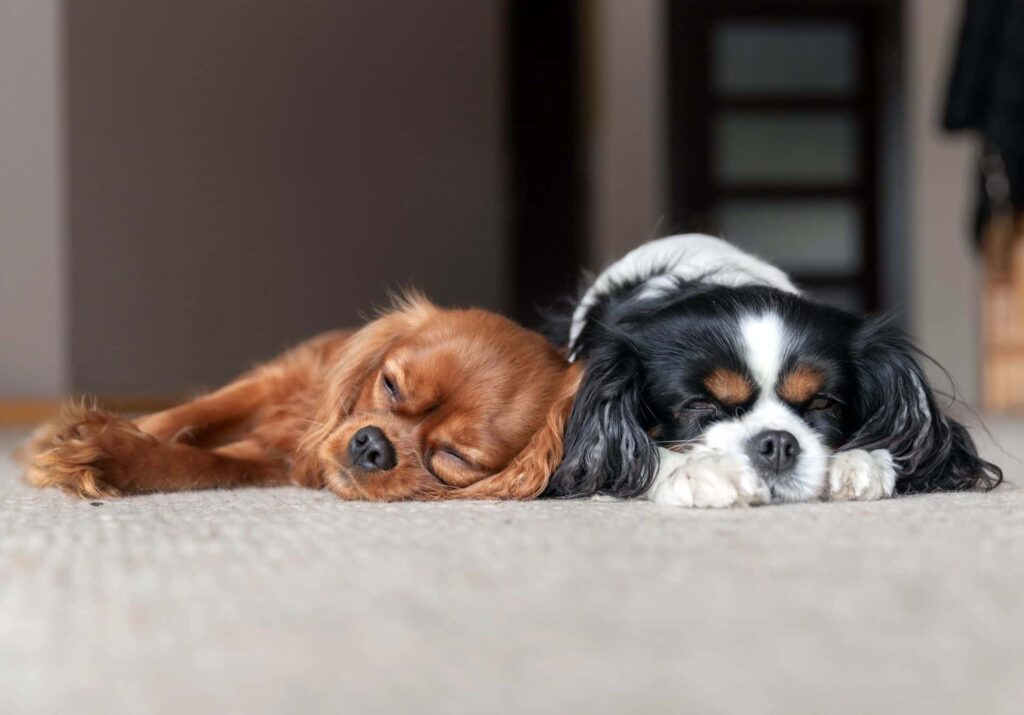 Two dogs lying on a carpeted floor
