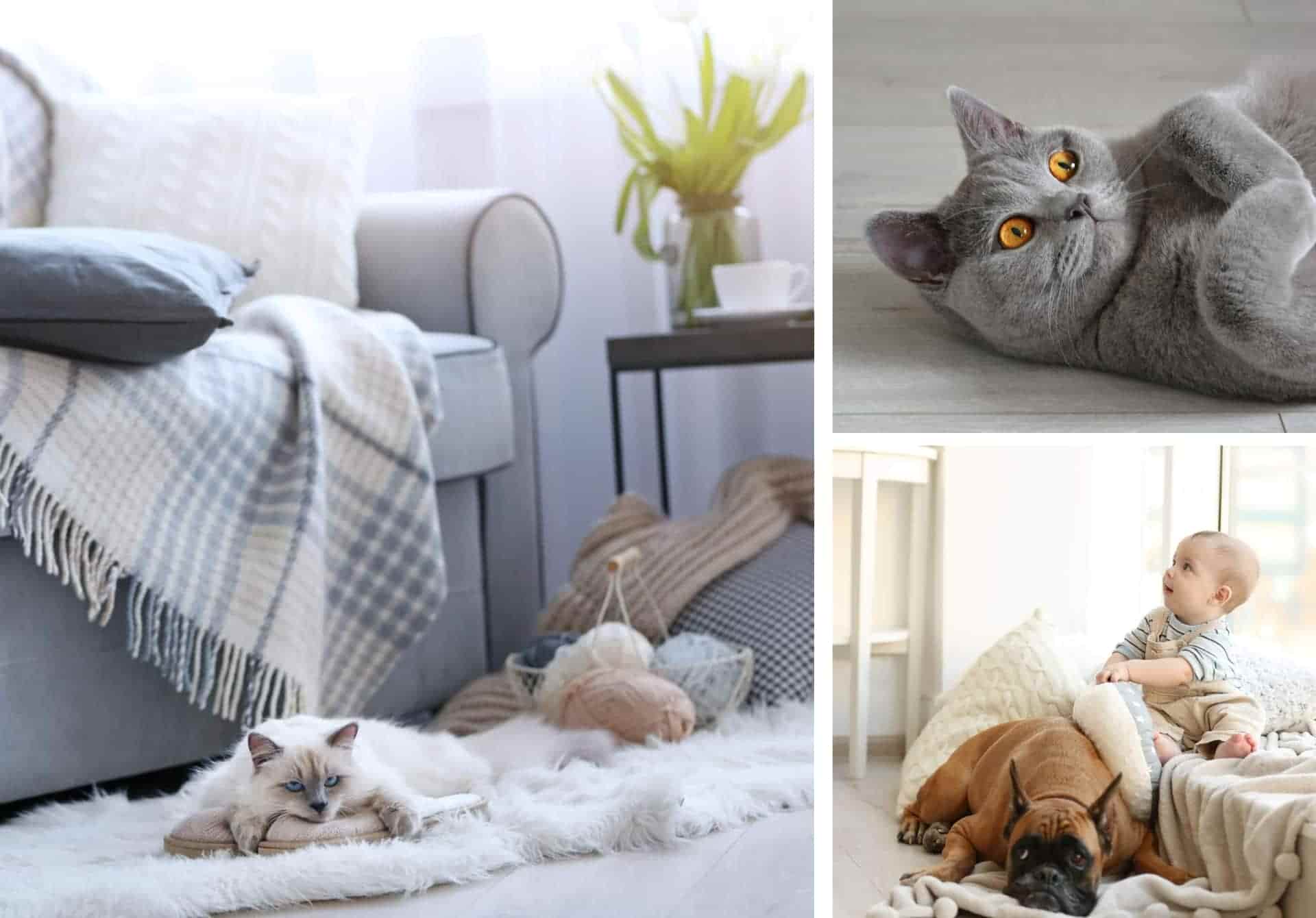 A photo collage depicting cats and dogs on the floor