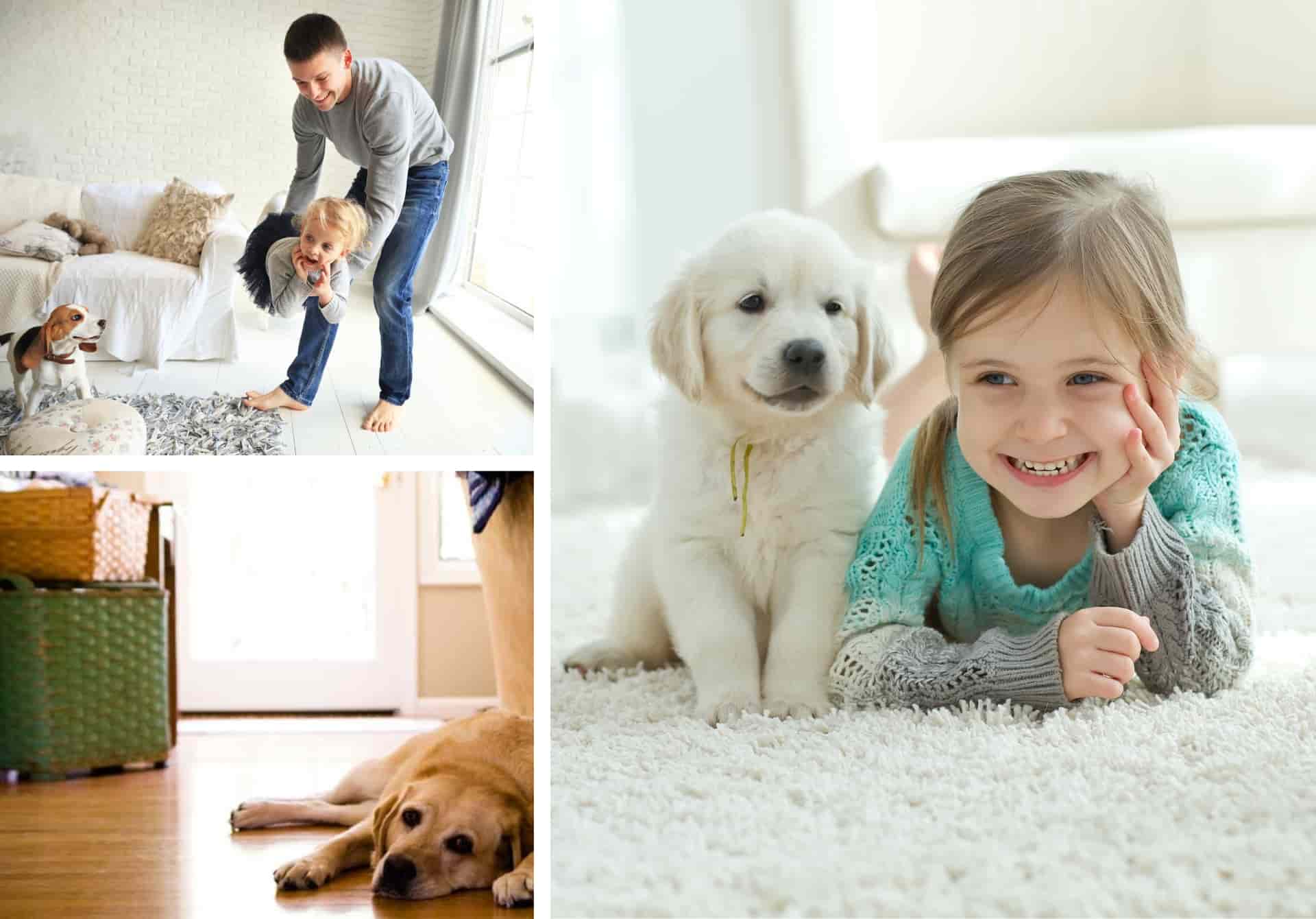 A collage of pets relaxing or playing with their owners