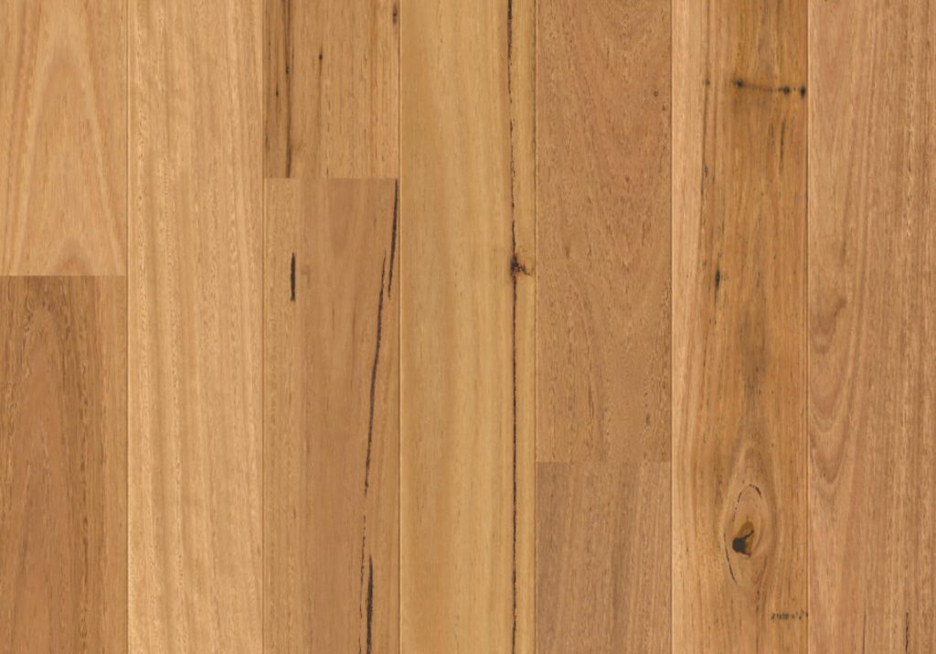 Blackbutt