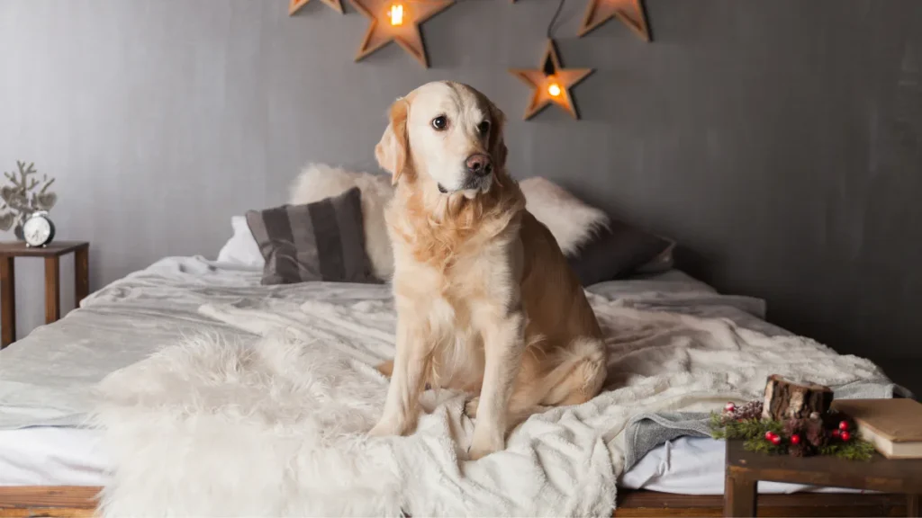 Golden retriever sitting on white bedding in a bohemian-styled bedroom with wooden star decorations, warm lighting, dark pillows, and rustic holiday decorations on a side table