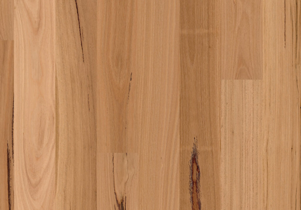Blackbutt