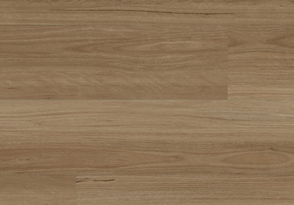 New England Blackbutt