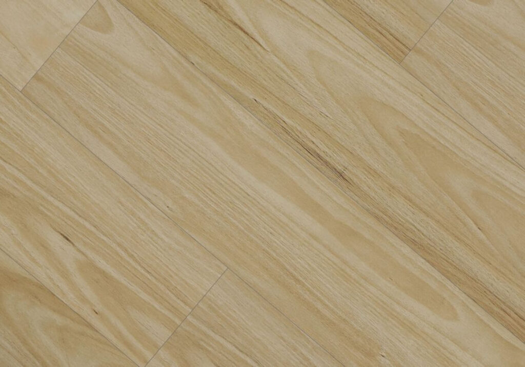 Alpine Blackbutt
