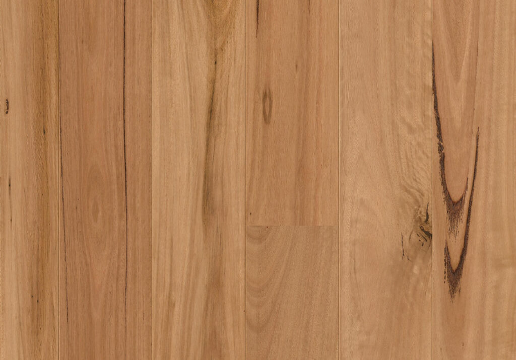 Blackbutt