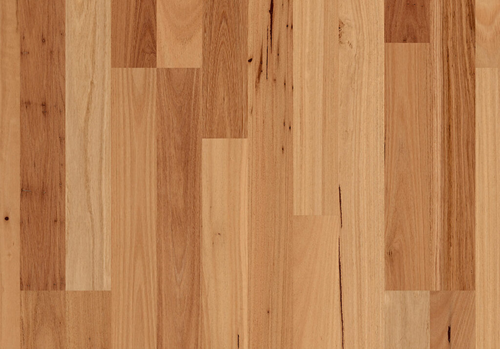 Blackbutt
